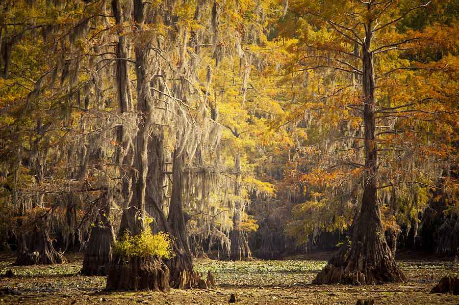 Sunshine over the Cypress trees Photograph by Iris Greenwell