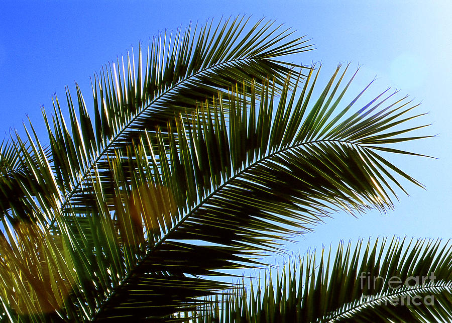 Sunshine Palm Photograph by Amanda Jones