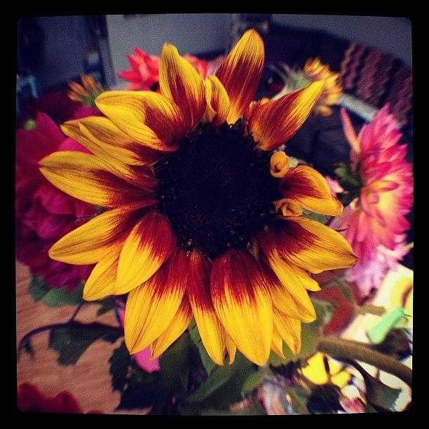 Sunshine Sunflower Photograph by Gracie Noodlestein