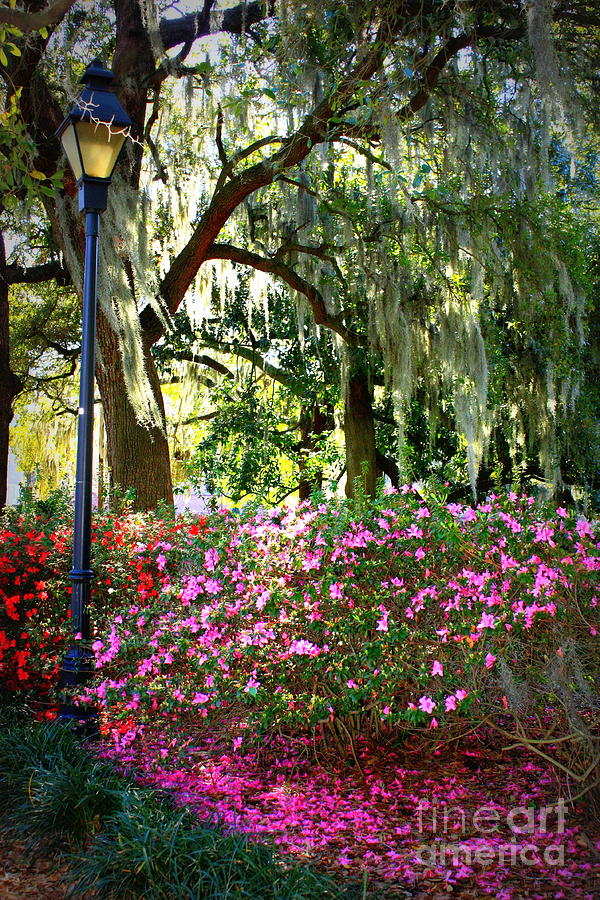 Sunshine through Savannah Park Trees Photograph by Carol Groenen