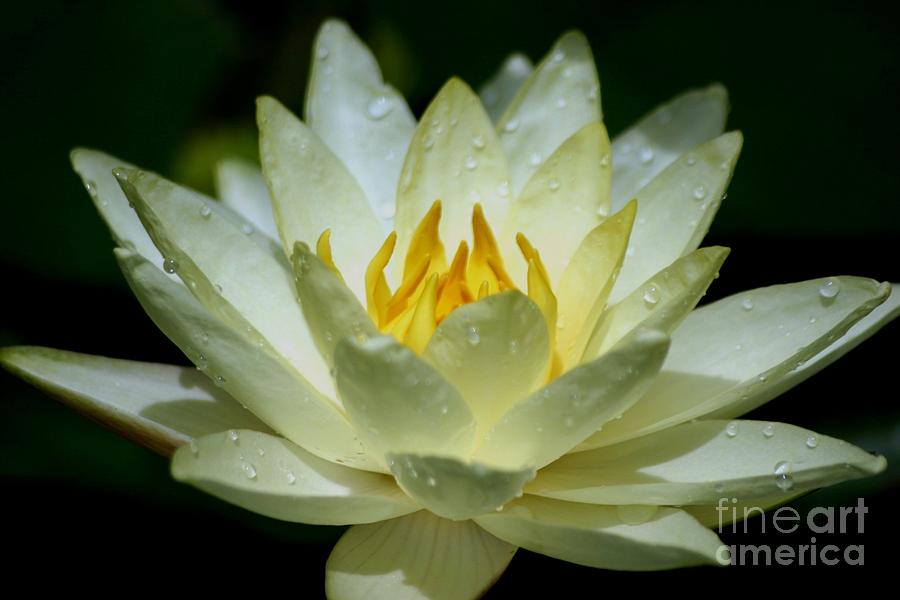Sunshine Water Lily Photograph by Living Color Photography Lorraine Lynch