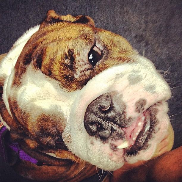 Dog Photograph - Supah Awesome Doggeh! #dog #instagram by Joshua Waguespack