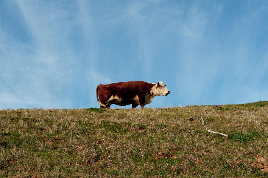 Super Bull Photograph by Lorraine Devon Wilke