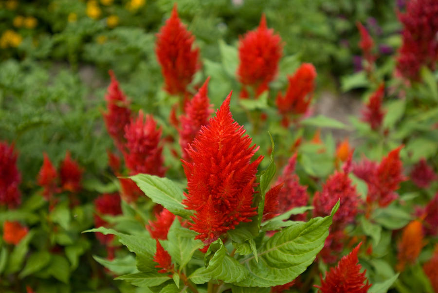 Super Celosia Plumosa Flowers Celosia by Joel Sartore