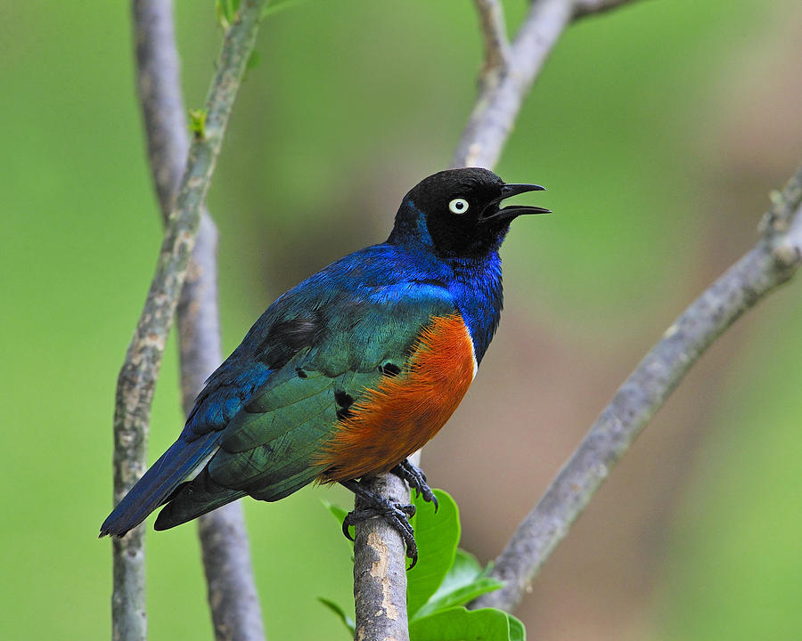 Wildlife Photograph - Superb Starling by Tony Beck
