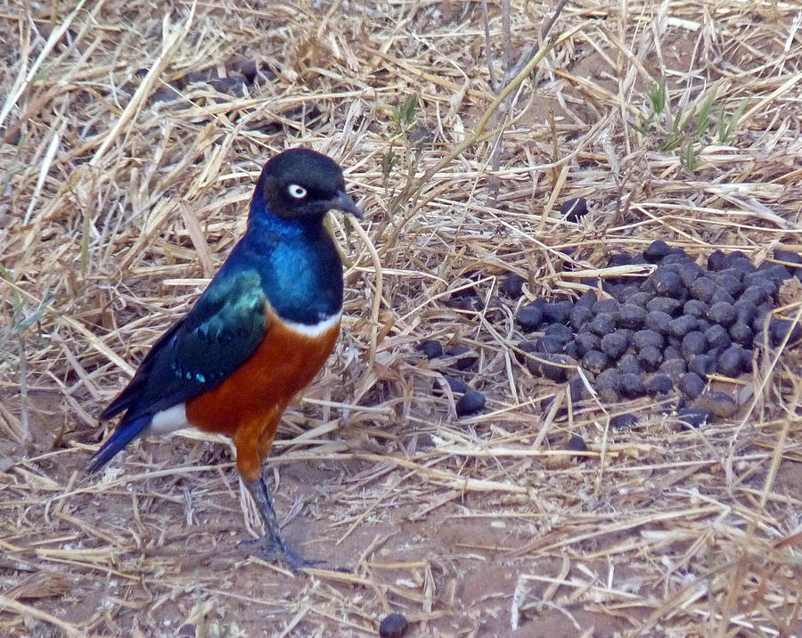 Superb Starling Photograph by Tony Murtagh