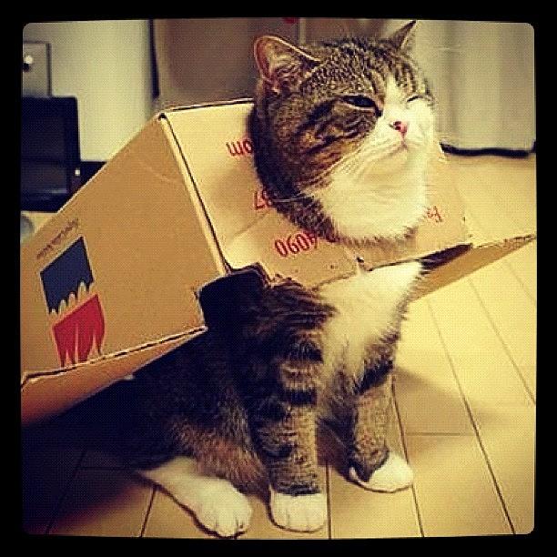 Cat Photograph - Supercat #cute #beautiful #cat #cats by May Pinky  ✨