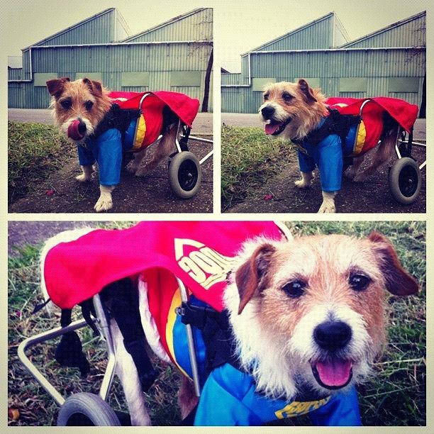 Dog Photograph - Superdog! by Adam Davies
