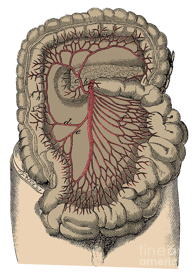 Superior Mesenteric Artery Photograph by Science Source
