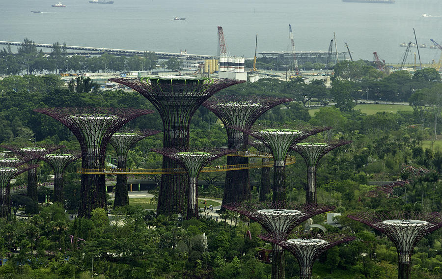 Supertrees at the Gardens by the Bay in Singapore Photograph by Ashish Agarwal