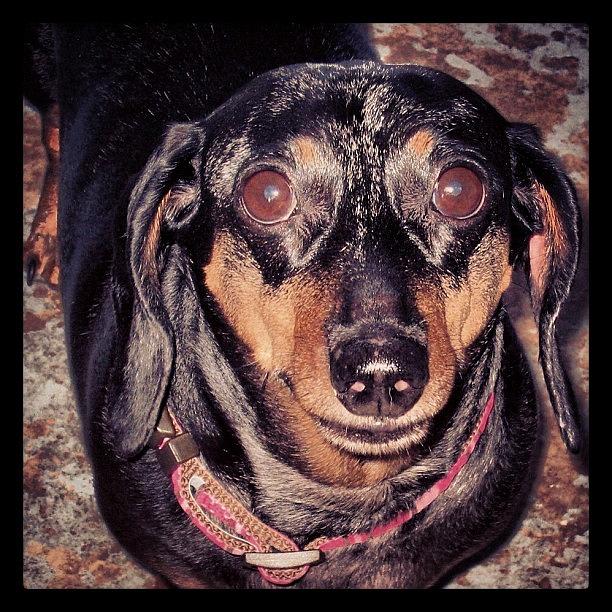 Dog Photograph - Sure Do Miss Those Sweet Eyes by Lindi Morris