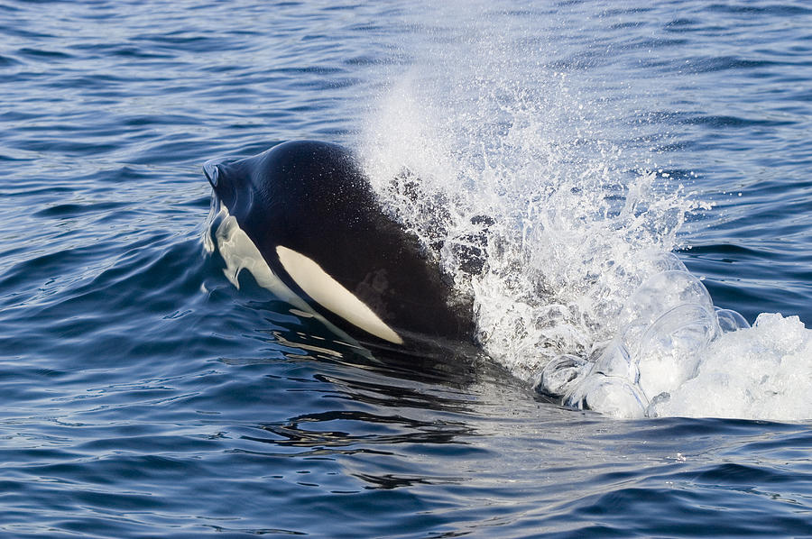 Surfacing Orca Spouting Photograph by Flip  Nicklin