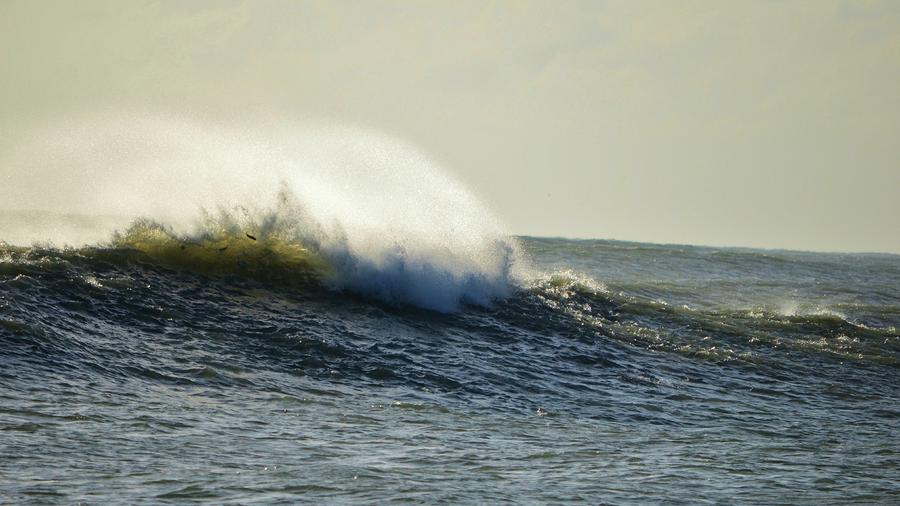 Surffish Photograph by Lynda Dawson-Youngclaus