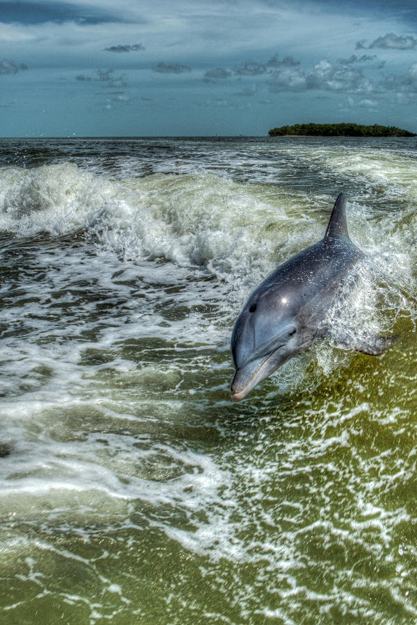 Surfing Dolphin Photograph by Nick  Shirghio