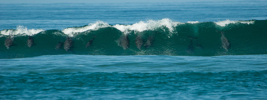 Surfing Dolphins 2 Photograph by Alistair Lyne