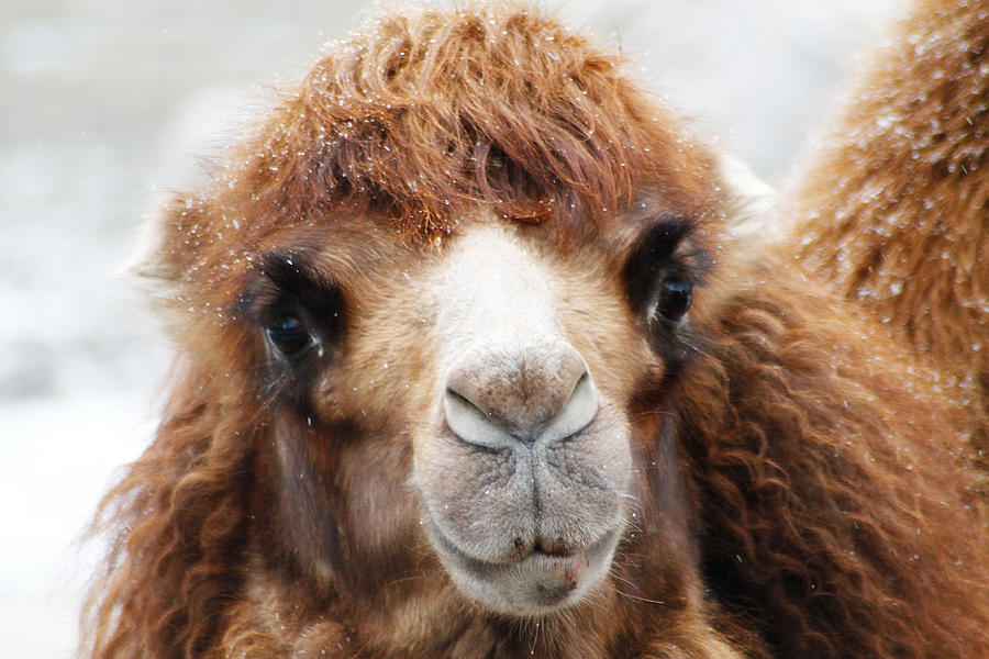 Animal Photograph - Surprised Camel by Scott Hovind