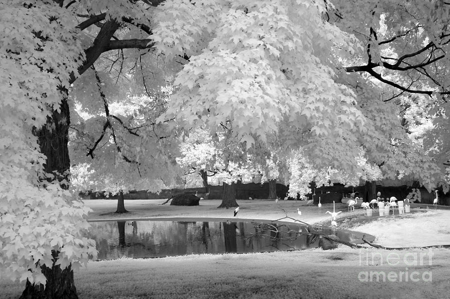 Flamingo Photograph - Surreal Dreamy Black White Flamingo Pond Infrared Nature Wall Art Prints Home Decor by Kathy Fornal