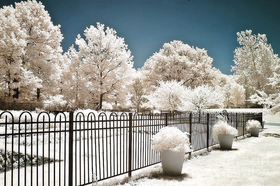 Tree Photograph - Michigan Dow Gardens Infrared Nature - Dreamy Infrared Nature Fence Landscape Trees by Kathy Fornal