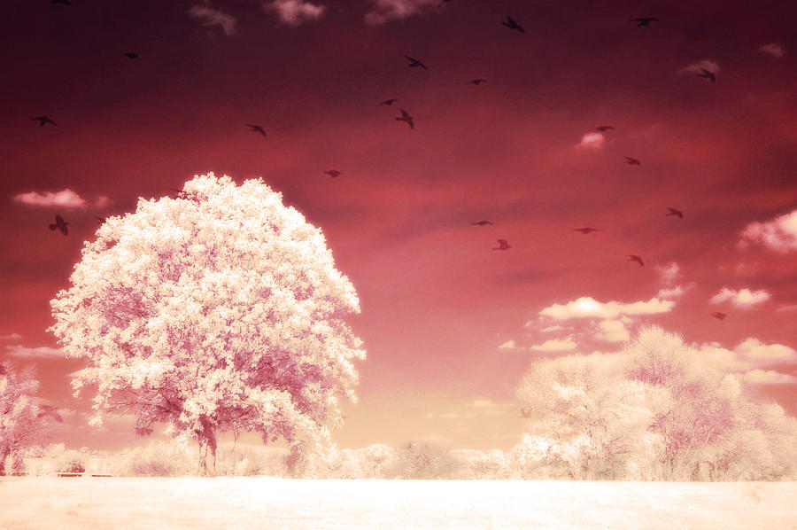 Nature Landscape Photograph - Surreal Fantasy Dreamy Infrared Nature Landscape by Kathy Fornal