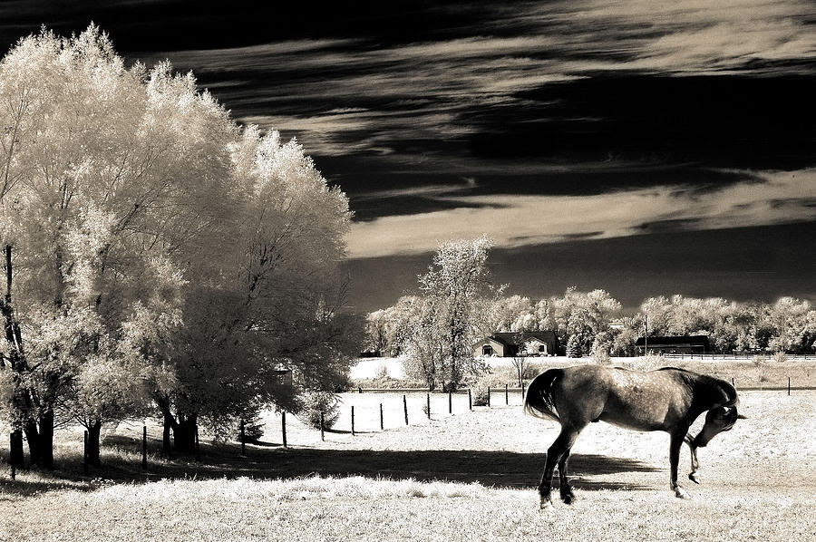Surreal Fantasy Horse Landscape Photograph by Kathy Fornal