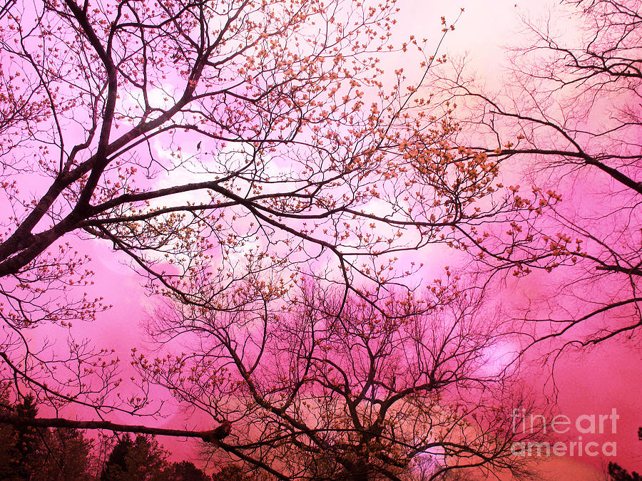 Pink Trees Photograph - Surreal Fantasy Pink Sky and Trees Nature  by Kathy Fornal