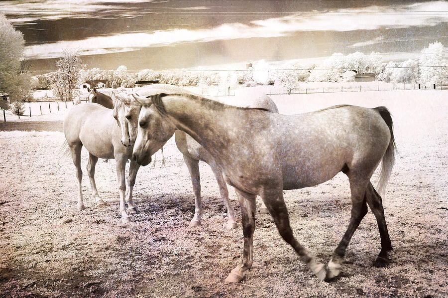 Surreal Horses Dreamy Infrared Landscape Photograph by Kathy Fornal