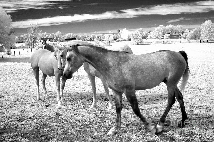 Surreal Infrared Black White Horses Landscape Photograph by Kathy Fornal