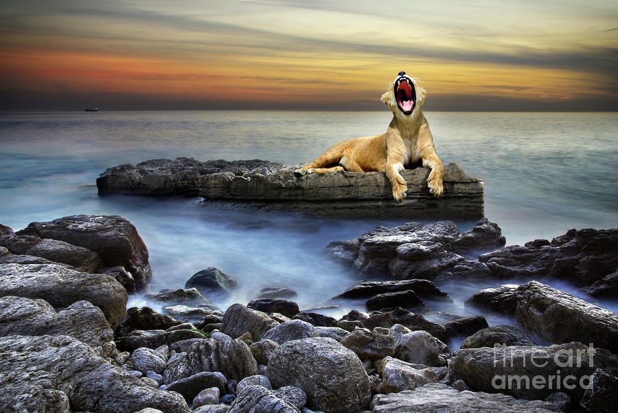 Surreal lioness Photograph by Carlos Caetano