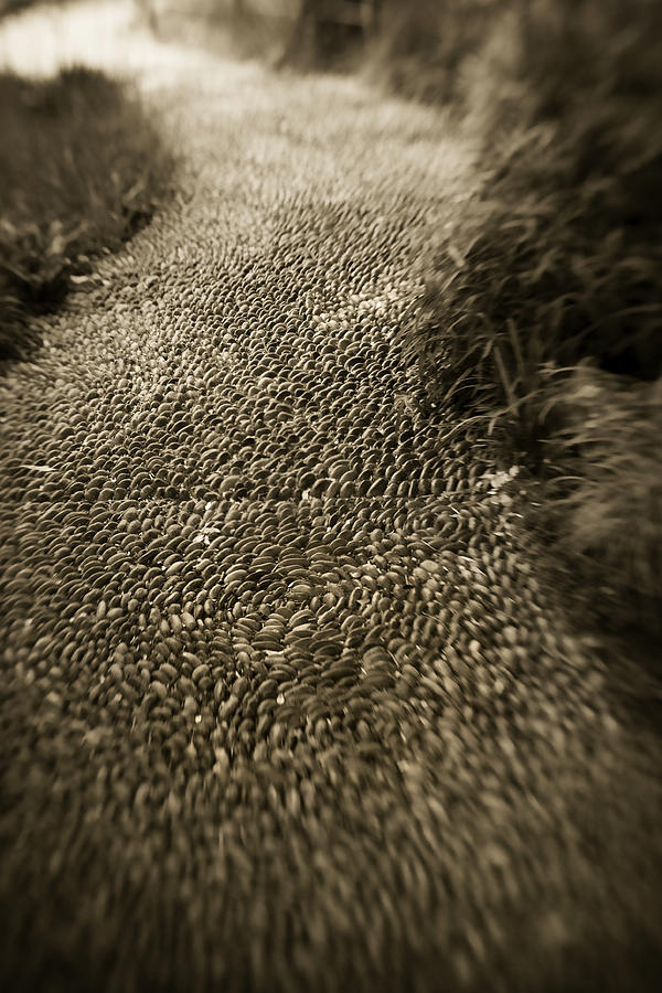 Surreal Pathway Photograph