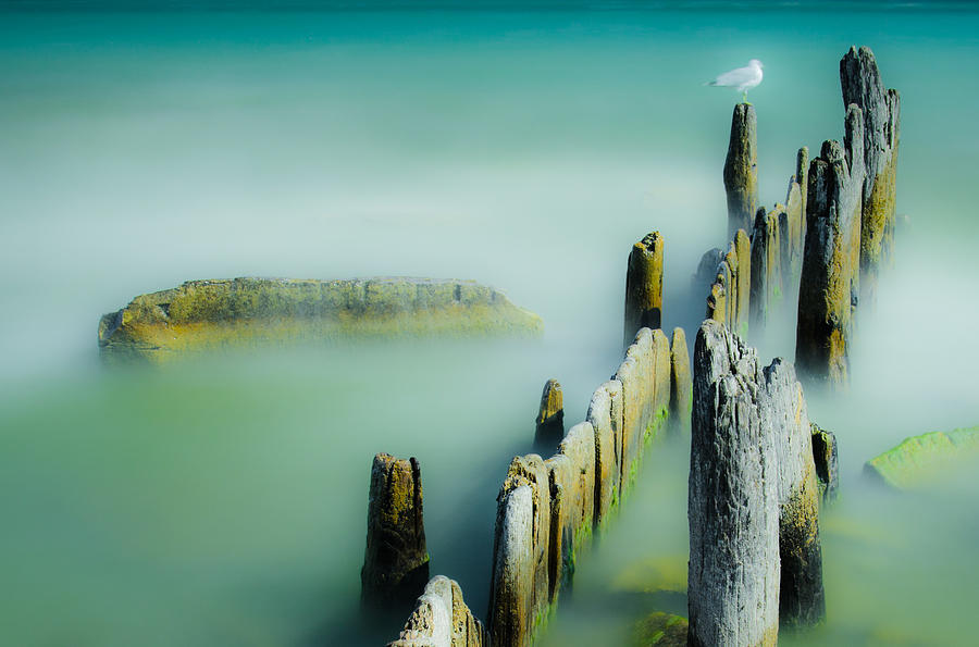 Surreal Sea Gull Photograph
