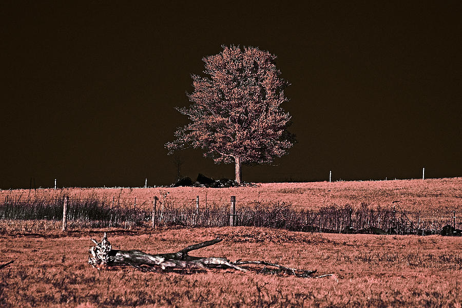 Tree Photograph - Surrounded by Stephen Pacello