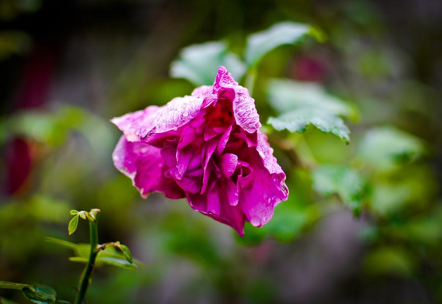 Spring Photograph - Surviving The Rain by Swift Family