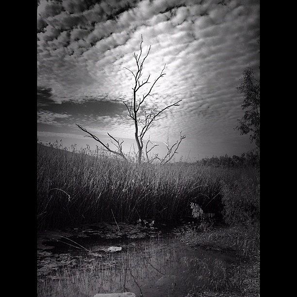 Blackandwhite Photograph - •survivor•  I Love These Trees That by Aja Reed