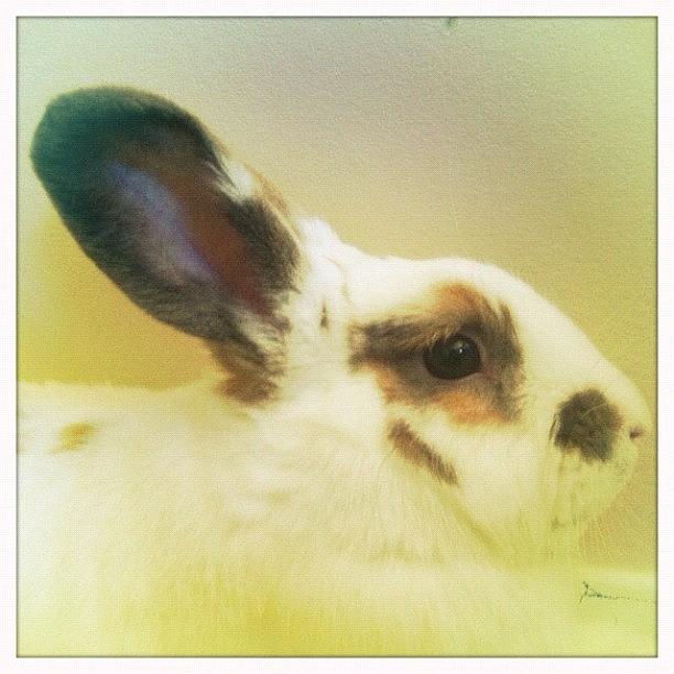 Rabbit Photograph - Susana Oria 🐰 #cute #rabbit #bunny by Ange Exile DuParadis