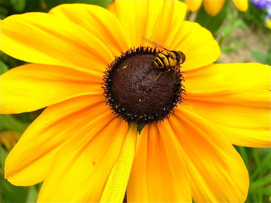 Susans Bee Photograph by Randy Rosenberger