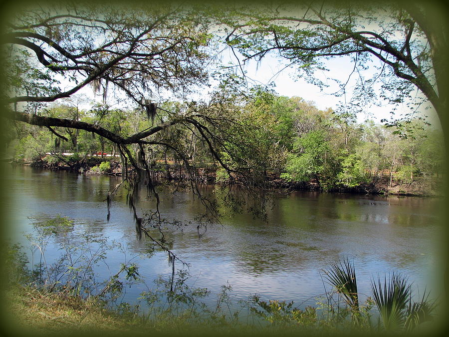 Tree Photograph - Suwannee River by Carla Parris