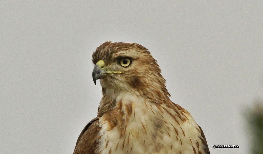 Swainson Hawk Photograph by Joseph Kirk - Fine Art America