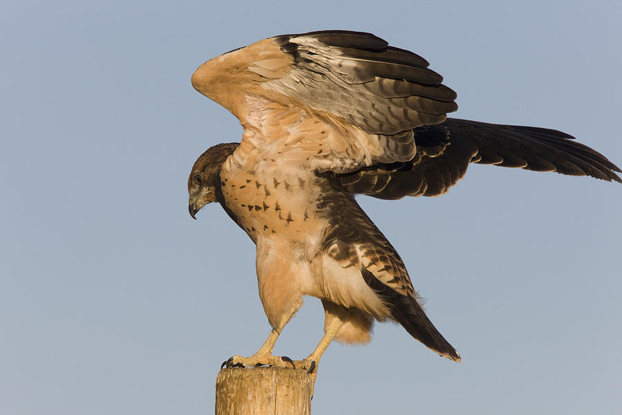 Hawk Photograph - Swainson Hawk on Post by Mark Duffy