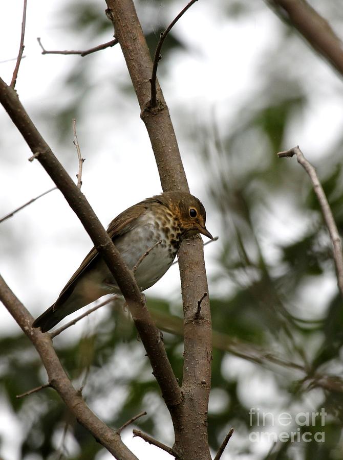 Swainsons Thrush Photograph by Jack R Brock