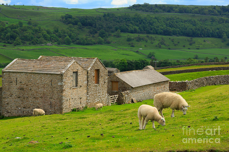 Swaledale Barns and Grazing Sheep Photograph by Louise Heusinkveld
