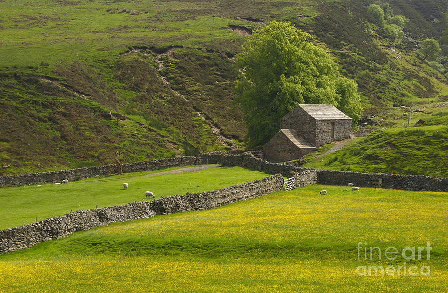 Sheep Photograph - Swaledale by Louise Heusinkveld