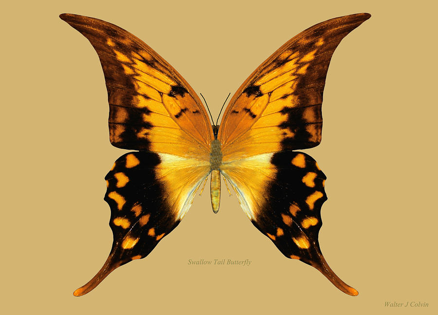 Swallow Tail Butterfly Digital Art by Walter Colvin