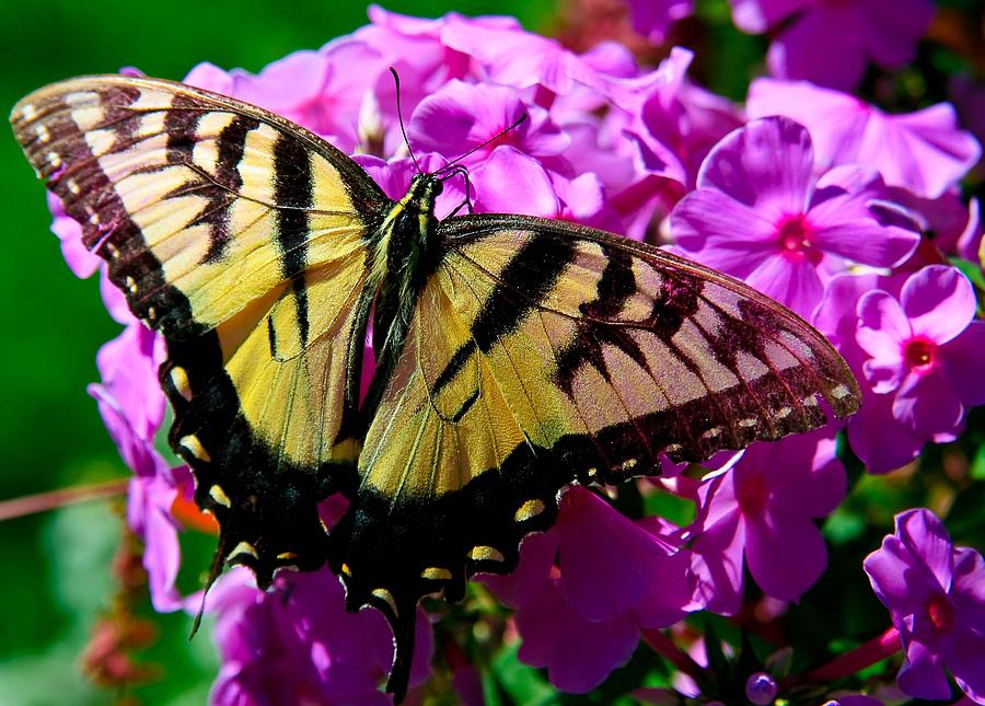 Swallow Tail Photograph by Michael Ray - Fine Art America