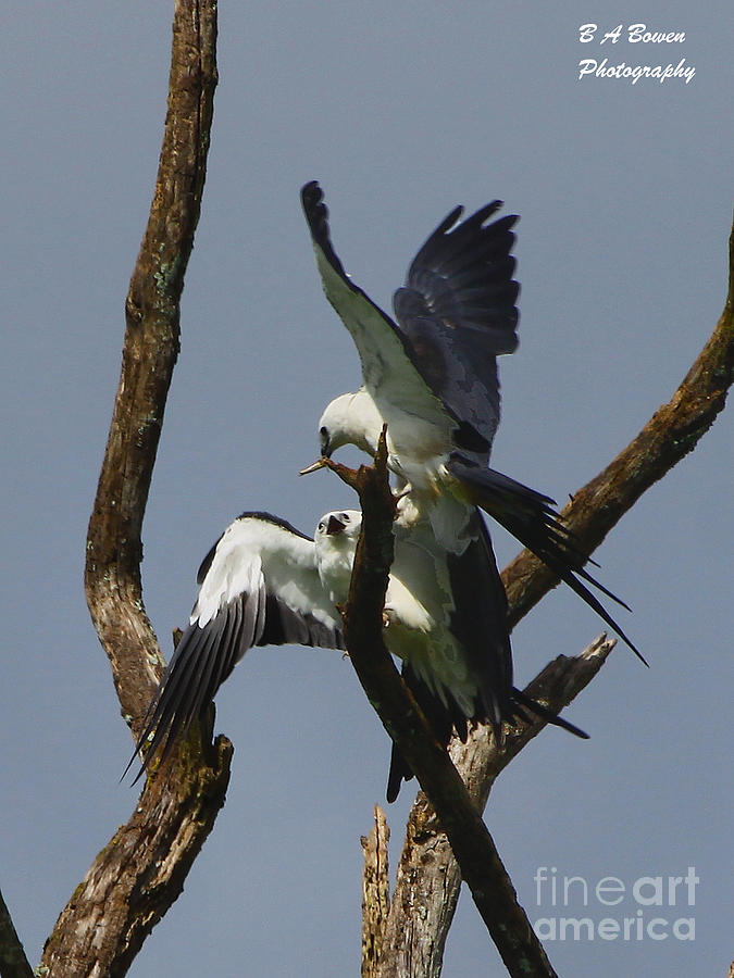 Swallow tailed kite feeding a fledgling Photograph by Barbara Bowen