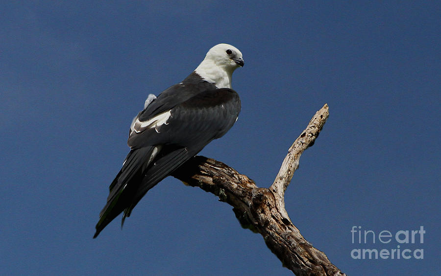Swallow-tailed kite roost Photograph by Barbara Bowen
