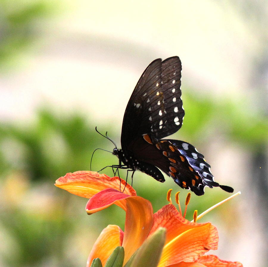 Swallowtail - Lite and Lively Photograph by Travis Truelove