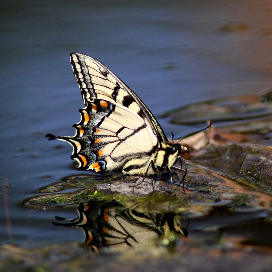 Swallowtail - Walking on Water Photograph by Travis Truelove