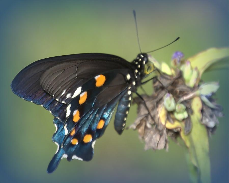Swallowtail 1 Photograph by Judy Hall-Folde