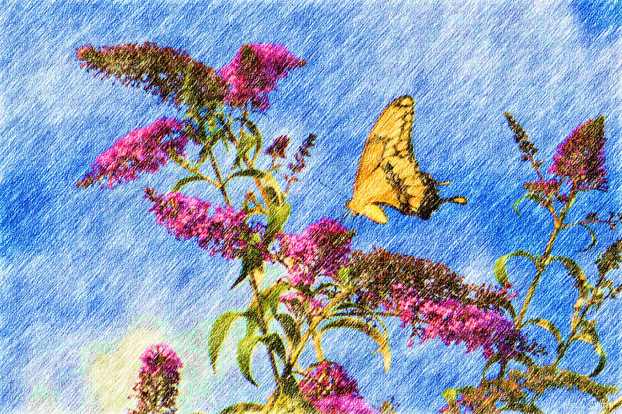 Swallowtail And Butterfly Bush Photograph by Heidi Smith