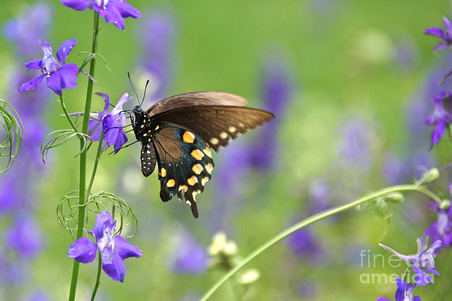 Swallowtail And Delphiniums Photograph by Byron Varvarigos